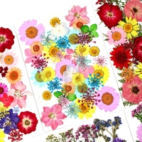 Combo de fleurs et feuilles séchées, 40 pièces, couleurs teintées pour lampe en résine époxy, coque de téléphone, art floral pressé DIY