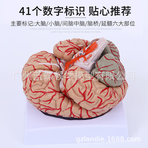 Anatomía médica del cerebro humano, áreas funcionales del cerebro, corteza, diagramas de la estructura motorasomática, modelo didáctico, desmontaje. - Product Image 1