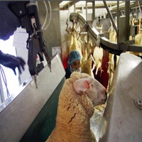 Machine d'abattage de bétail et de moutons à moteur en acier inoxydable, 100 animaux/jour, haute productivité pour l'abattage en abattoir
