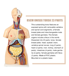 Modelo de Torso Humano Intersexual de 85 cm, 23 Partes, para Enseñanza de Ciencias Médicas, Demostración de Anatomía - Product Image 4