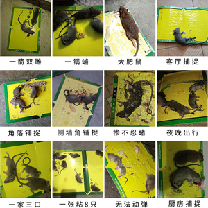 Pièges à rats à colle forte et résistante, non toxiques, pour la lutte antiparasitaire en intérieur, piège à colle pour rongeurs à haute efficacité - Product Image 6