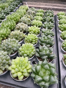 Hawworthia ไม้อวบน้ำขนาดเล็กเป็นมิตรกับสิ่งแวดล้อมที่แตกต่างกันของตกแต่งบ้านที่ทันสมัยมินิมอลของขวัญครบรอบความคิดสร้างสรรค์ - Product Image 4