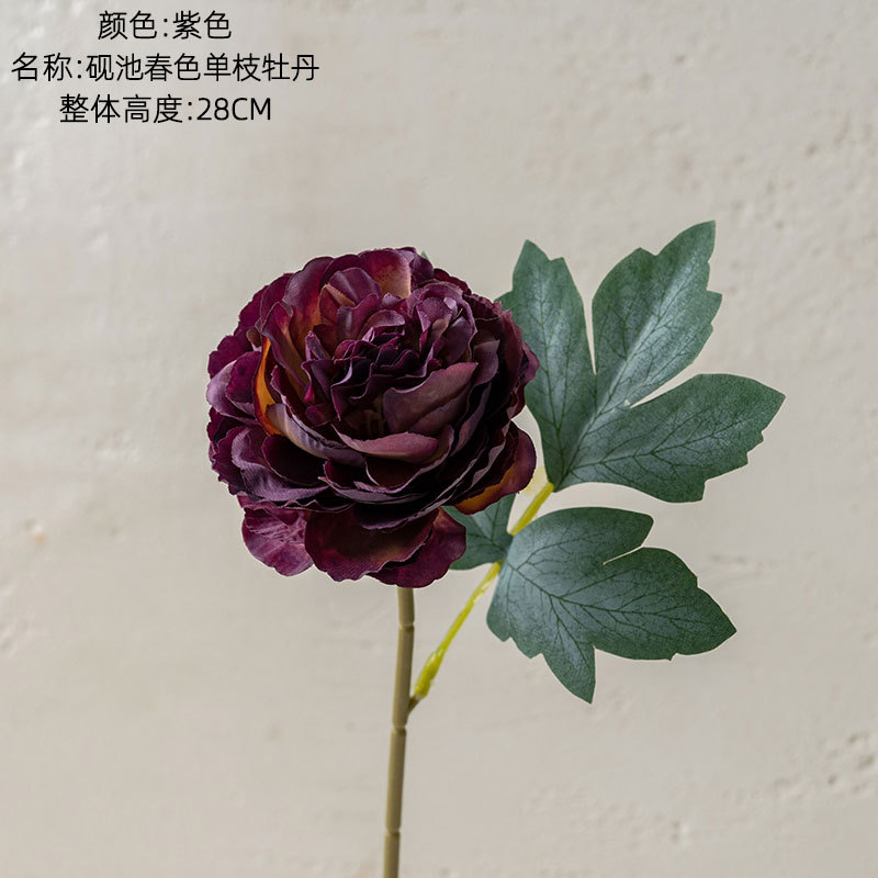 Pourpre