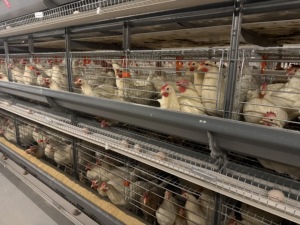 Equipo Completo <span class=keywords><strong>de</strong></span> Jaulas Tipo H para Gallinas Ponedoras con Sistema <span class=keywords><strong>de</strong></span> Alimentación, Bebederos, Recolección <span class=keywords><strong>de</strong></span> <span class=keywords><strong>Huevos</strong></span> y Eliminación <span class=keywords><strong>de</strong></span> Estiércol - Product Image 6