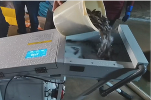 Máquina Contadora de Larvas de Camarones y Peces con IA Avanzada, Contador Automático de Alta Precisión para Criaderos, Acero Inoxidable, 99% de Precisión - Product Image 6