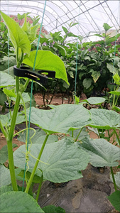 Clips de fixation pour soutenir les tiges <span class=keywords><strong>des</strong></span> fleurs, <span class=keywords><strong>des</strong></span> plantes grimpantes, <span class=keywords><strong>des</strong></span> légumes et <span class=keywords><strong>des</strong></span> tomates - Product Image 2