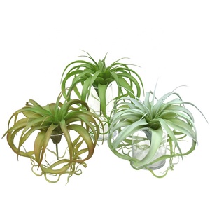 Grande plante artificielle Tillandsia Xerographica multicolore pour décoration de table tropicale sur bois flotté style bohème - Product Image 5