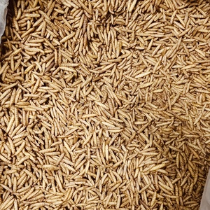 อาหารสำหรับสัตว์เลื้อยคลาน ไบโอฟอร์เต้ ตัวอ่อนแมลงวันดำอบแห้ง โปรตีนสูง ฆ่าเชื้อด้วยไมโครเวฟ ไม่มีกลิ่น สำหรับกิ้งก่ามีหนวดและกิ้งก่าเสือดาว - Product Image 4