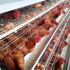 Cages de volaille 4 niveaux 128 couches, batterie pour ferme de poulets 500/1000/3000