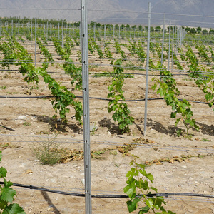 Pali per vigneto in acciaio resistente alle intemperie con finitura zincata a caldo per regioni costiere e umide - Product Image 4