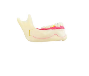 Modèle de soins <span class=keywords><strong>infirmiers</strong></span> dentaires et modèles de soins dentaires de haute qualité et au meilleur prix - Product Image 5