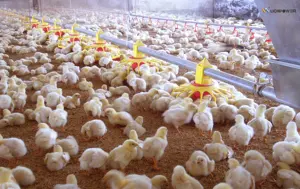 鶏肉およびブロイラーハウス機器用の自動ブロイラーフィーダーパンおよび給餌ラインシステムの使用