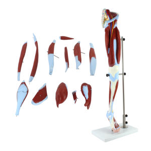 Modelo <span class=keywords><strong>de</strong></span> músculo humano Modelo <span class=keywords><strong>de</strong></span> anatomía del músculo humano Músculos <span class=keywords><strong>de</strong></span> <span class=keywords><strong>la</strong></span> <span class=keywords><strong>pierna</strong></span> <span class=keywords><strong>humana</strong></span> 13 Partes - Product Image 1