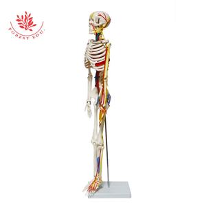 Modello anatomico 85cm migliore vendita scheletro modello FRT013 W/vasi nervosi sangue e radici nervose scienza medica - Product Image 6