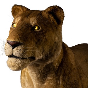 Oferta: Modelo Animatrónico de la Leona <span class=keywords><strong>Nala</strong></span>, Simulación de Animal - Product Image 6