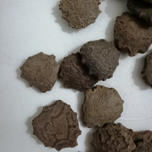 木别子干成熟的苦瓜种子，用于草药 - Product Image 5