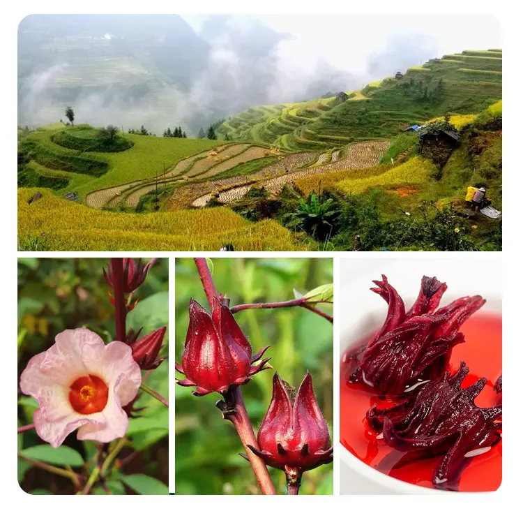 Di alta qualità biologica Roselle tisana cruda trasformati fiori di ibisco essiccati dalla cina confezionati in sacchetto o scatola di ibisco essiccato