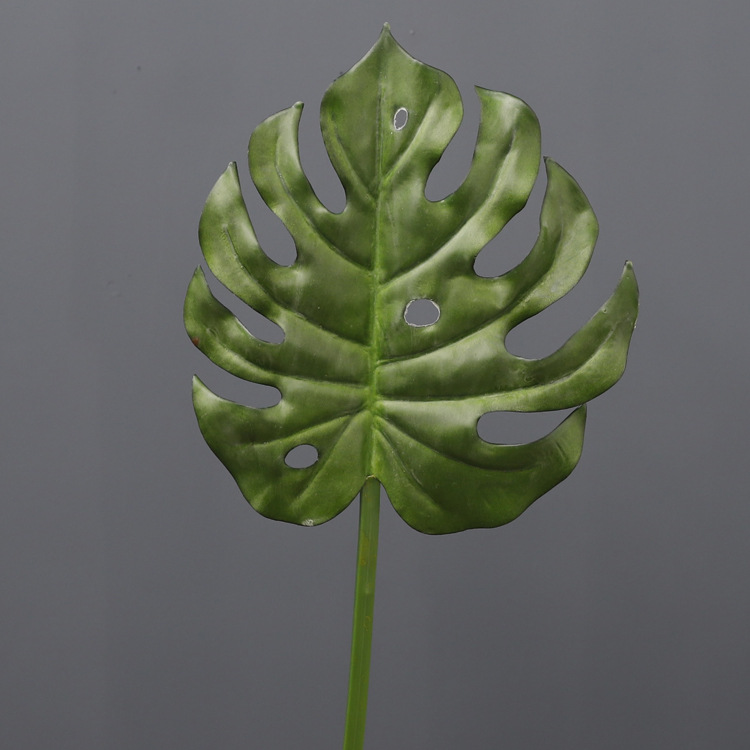 Longues branches au toucher lisse, comme les feuilles de Monstera