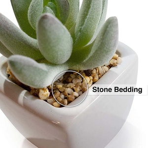 Mini-plantes succulentes en gros avec pot en céramique blanche, faux bonsaïs succulents assortis <span class=keywords><strong>pour</strong></span> la décoration intérieure, commande en gros disponible - Product Image 3