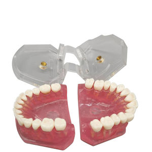 โมเดลฟันปลอมสำหรับการสอนแบบมาตรฐาน,โมเดลถอนฟันสำหรับนักเรียนแพทย์ - Product Image 3