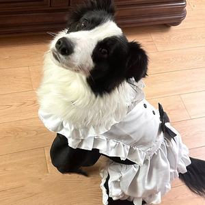 थोक मध्यम बड़े 3xl कुत्ते स्कर्ट नौकरानी कपड़े गोल्डन रिट्रीवर प्रीमियम पालतू पोशाक - Product Image 4