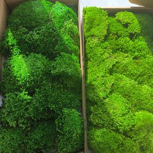 Vente en gros de mousse de boule carrée naturelle verte, mousse de poteau, carreaux de mousse, décoration de bureau, lichen stabilisé et préservé, Fête du Poisson d'avril - Product Image 4