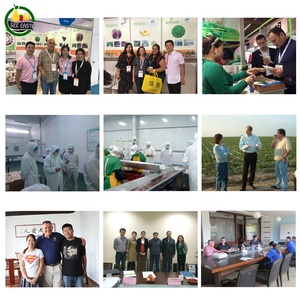 Chất Lượng Cao Tất Cả Các Màu Xanh Lá Cây Không Khí Khô Mùa Xuân Hành 5Mm Ống Trung Quốc Cây Trồng Mới Số Lượng Lớn Cắt Nhỏ Hương Vị Lá Cho Mì Ăn Liền - Product Image 5