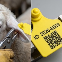 Étiquette d'oreille RFID UHF LF anti-chute en TPU pour le suivi et la gestion du poids du bétail (bovins, ovins, caprins)