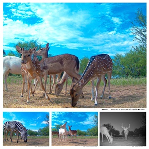 SuntekCam Nuovissima Fotocamera 4G LTE 120MP Risoluzione Video 4K IP65 HC-881Pro con Streaming Live Gratuito e Supporto <span class=keywords><strong>APP</strong></span> Memoria 256GB - Product Image 6