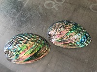 Coquille d'ormeau polie du Vietnam, écologique, naturelle, faite à la main, souvenir moderne en coquillage