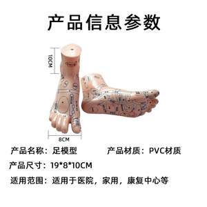 Modèle de réflexologie plantaire Dongye Foot Massager 20cm en PVC pour l'enseignement et la thérapie - Product Image 5