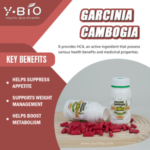 Complément Alimentaire Quotidien : Capsules de Garcinia Cambogia pour Soutenir la Fonction Intestinale et un Ventre Plat – Idéal pour les Sportifs – Prêt à l'Expédition - Product Image 3