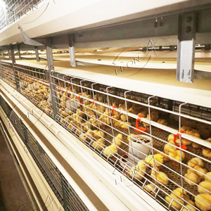 Système de cages à poulets de chair entièrement automatique : alimentation automatique, nettoyage du fumier, contrô<span class=keywords><strong>le</strong></span> de l'environnement, augmentation de l'efficacité, réduction des coûts - Product Image 5
