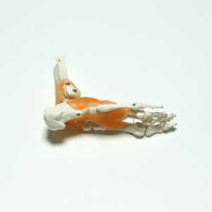 Modelo de Anatomía de articulación de pie <span class=keywords><strong>humano</strong></span> de tamaño real, modelo de articulación de <span class=keywords><strong>tobillo</strong></span> con ligamentos - Product Image 6
