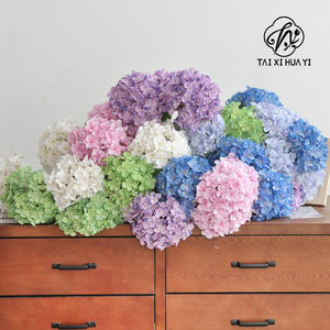 Anna büyük yaprak ortancaları korunmuş ağartılmış renk tek toplu kurutulmuş çiçekler ve bitkiler çiçek duvar dekor babalar günü - Product Image 6