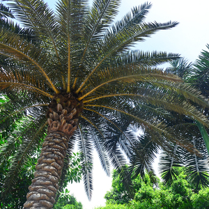 Palmier artificiel, hauteur personnalisable de 5 à 15 m, résistant aux UV, écologique, ignifuge, aspect naturel, jardin, parc d'attractions - Product Image 4