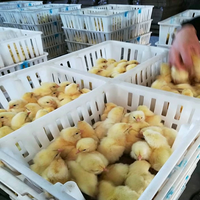 Nouvelle cage de transport pour poussins en PP à 4 compartiments, moulage monobloc, poignée respirante antidérapante, boîte de transport pour poussins et pousseronnières, volaille