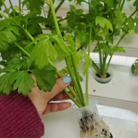 Système de culture hydroponique en gros pour plantes d'intérieur, pompe NFT, circulation d'eau automatisée, haute productivité, jardin d'intérieur