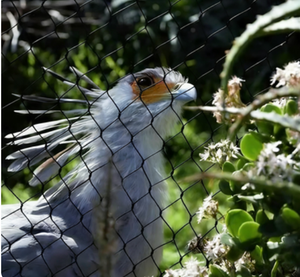 Rete Metallica Flessibile Intrecciata con Fori a Diamante per Recinzione Zoo e Voliere, Tagliabile su Misura - Product Image 4