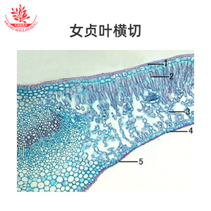Compreensión preliminar de la estructura interna de las plantas; especímenes claros y brillantes; kit de preparados biológicos para laboratorio; biológico - Product Image 4