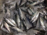 Sardines fraîches congelées 50-80g, petites sardines entières, grossiste en sardines, poisson rond entier