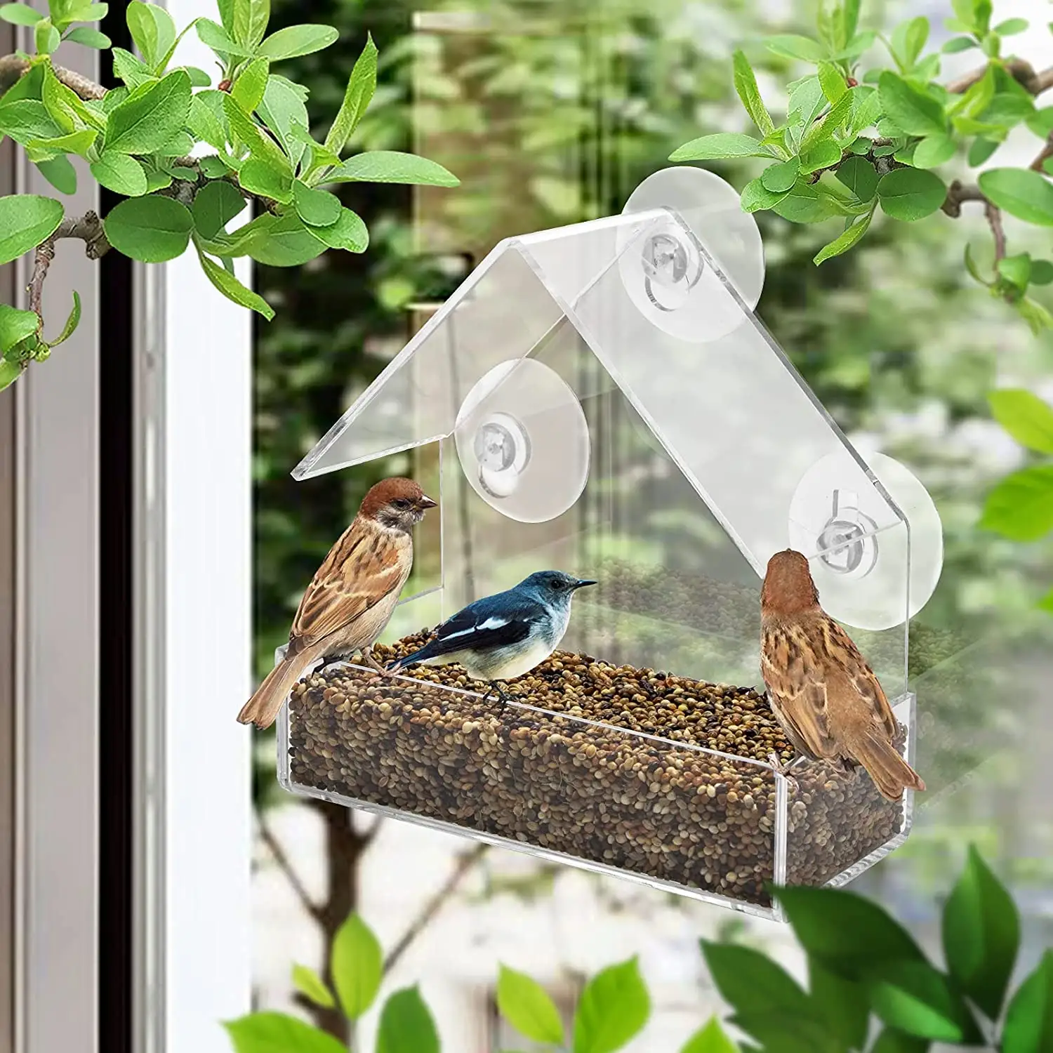 Tùy Chỉnh Acrylic Bird Cage Plexiglass Bird Feeder Với Cốc Hút Chim Feeder