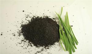 مصنع توريد مسحوق خلاصة الأعشاب السائل المنوي اليي Tuberosi Leek - Product Image 2