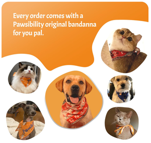 קוצץ ציפורניים מקצועי נטען לחיות מחמד, 350mAh, שקט, עם תאורת LED, לכלבים וחתולים קטנים, סיטונאי יצרן - Product Image 4