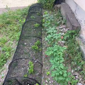 <span class=keywords><strong>Filet</strong></span> de protection pour jardin Tewango, imperméable, montage rapide et facile, en HDPE, <span class=keywords><strong>tunnel</strong></span> de culture, maille cloche, protection contre les insectes et les oiseaux, pour les cultures - Product Image 3