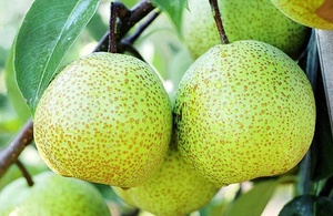2025 poires fraîches de qualité supérieure de Dangshan Anhui-gros fruits provenant de vieux arbres centenaires goût sucré conservation de l'<span class=keywords><strong>eau</strong></span> emballage en vrac - Product Image 2