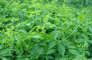 Extracto de Gynostemma Pentaphyllum 50% <span class=keywords><strong>80</strong></span>% 98% Gypenosides Polvo Gynostemma Saponinas - Product Image 3