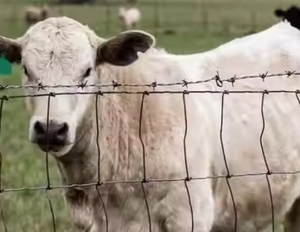Valla para ganado estilo marca roja aprobada Veterinaria con alambre de acero de alto carbono para sistemas de manejo de ganado Valla para ganado - Product Image 4