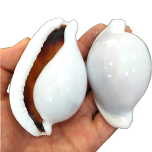 Coquillages de cabriole blanches naturelles faites à la main en gros, thème ange, coquilles de conque pures pour bricolage, mariage nautique, décoration intérieure - Product Image 1