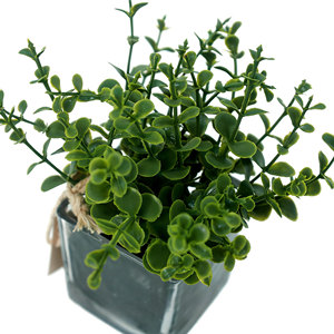 Vente flash : feuilles d'eucalyptus artificielles dans un vase en <span class=keywords><strong>verre</strong></span>, vert, 15 x 15 cm, pour la décoration de la maison, les mariages, les événements et l'extérieur - Product Image 4
